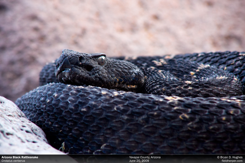 Arizona Black Rattlesnake.jpg [169 Kb]